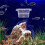 4pcs self-floating fry box, double-layer, transparent for betta 5