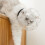 1Casque Rigide ABS Transparent Post-Opératoire Pour Chat Calme 5