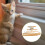 cat harness set with traction rope for walking, size m 5