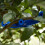 10pcs reusable plant clips for branch control, garden use 3