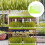 2 sets sprout vegetable seedlings tray wheatgrass double-layer box 5