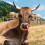 2pcs plastic cattle nose rings with plier for livestock 6