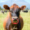 2pcs plastic cattle nose rings with plier for livestock 10