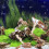 natural aquarium filter coral sand set for fish tank and pond 5