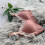 wireless lace bra for breastfeeding, full coverage, xl pink 5