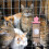 Fontaine PVC Rose Durable Usage Animaux 7
