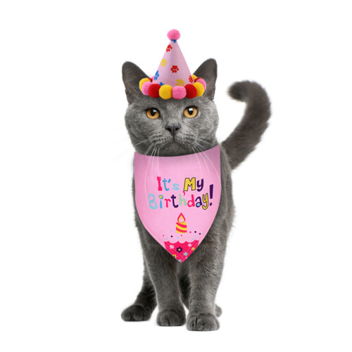 Ein Set Hundehaube Für Pink Speichelhandtuch 2