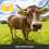 2pcs portable plastic calf weaning nose ring for cattle 5