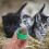 2pcs rotatable cat licking mint ball with catnip for 11