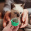 2pcs rotatable cat licking mint ball with catnip for 10