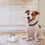 lint roller set for pet hair removal reusable double sided 3
