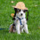 1Chapeau En , Chapeau Doux Confortable Pour Chat 7