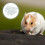 Couches Papier Pour Hamster Rongeurs Blancs Antimicrobien 10