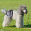 Couche Chien Marine Coton Protectrice Confortable Usage Animal 11