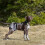Couche Chien Marine Coton Protectrice Confortable Usage Animal 10