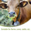 10pcs plastic cattle nose rings for cows, farm use 8