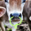 10pcs plastic cattle nose rings for cows, farm use 6