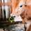 10pcs plastic cattle nose rings for cows, farm use 5