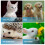 2Sets Huisdierfles Kit Met Borstel Puppy En 10