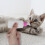 2Sets Huisdierfles Kit Met Borstel Puppy En 11