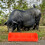 schwegefuttertrog mit 5 fächern für schweine, rinder, ziegen, schafe 5