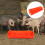 schwegefuttertrog mit 5 fächern für schweine, rinder, ziegen, schafe 11
