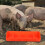 schwegefuttertrog mit 5 fächern für schweine, rinder, ziegen, schafe 6