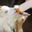 2 sets lamb nursing bottles with replaceable feeders for newborns 4
