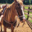Reinsman 935 Jim Warner Hackamore mit Rope Nose; Stufe B 4