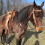 Reinsman 935 Jim Warner Hackamore mit Rope Nose; Stufe B 3