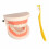 1 set child teeth model for oral education study assorted color 1