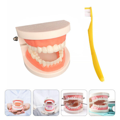 1 set child teeth model for oral education study assorted color 2