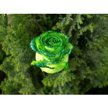 Black Rose Seeds, 200-Count Per Bag, White-Red Edged Petals, Garden Flower Seeds For Home And Garden