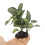 aquarium landscape ornament simulation fish tank plant 9