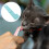 Plastic Cat Food Squeezer Sky-Blue Compact Feeding Spoon 6
