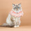 Collier Chat En Dentelle Rose Avec Tissu 7