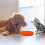 Interactive Silicone Slow Feeder Dog Bowl With Suction Cup Bottom 11