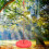 Kletterseil Baumschaukel Indoor Outdoor Disc 6