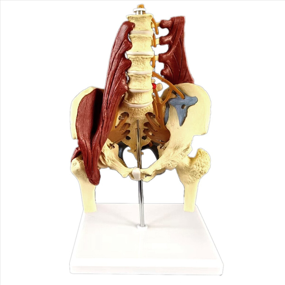 Markenlos Lumbar Spine Bone Model, Pelvic Floor Muscle Anatomy Model