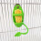 Bird Cage Feeding Rack Vegetable Fruit Cuttlefish Skeleton 6