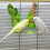 Bird Cage Feeding Rack Vegetable Fruit Cuttlefish Skeleton 3