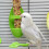 Bird Cage Feeding Rack Vegetable Fruit Cuttlefish Skeleton 4
