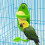 Bird Cage Feeding Rack Vegetable Fruit Cuttlefish Skeleton 7