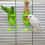Bird Cage Feeding Rack Vegetable Fruit Cuttlefish Skeleton 2