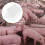 100 filterpapier voor kunstmatige bevruchting varkens 2