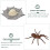 set arthropoden levenscyclus spin model dieren groeicyclus speelgoed 9