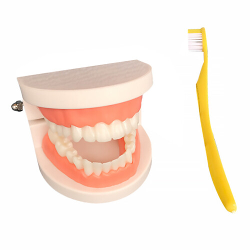 1 set kinder tandmodel voor in gekleurde varianten 2