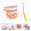 1 set kinder tandmodel voor in gekleurde varianten 4