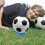 fußball ausstellungsständer stabiler halter sammlung display 3
