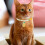 2 katzenhalsbänder mit fruchtmuster, verstellbar, mit glöckchen 7